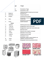 Jaringan Tumbuhan Dan Hewan