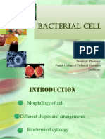 Bacterial Cell