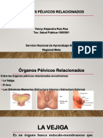 Organos Pelvicos Fem