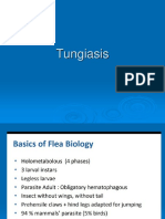 Parasite Infestation Tungiasis (Parasitologi)