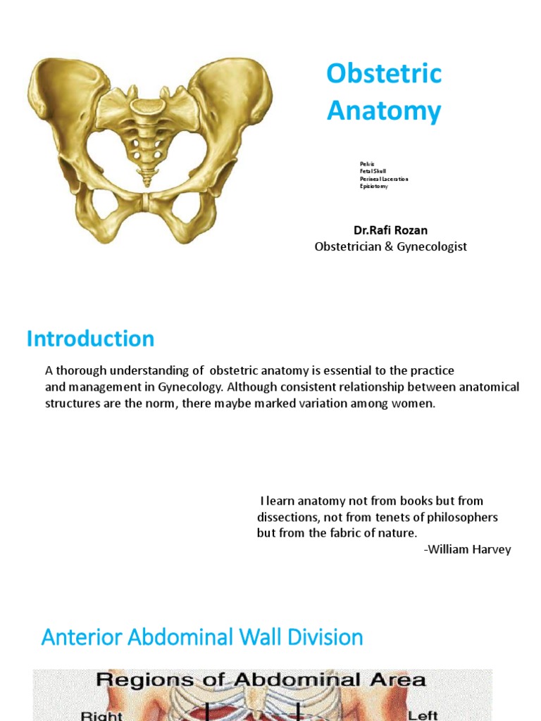 Obstetric Anatomy: Obstetrician & Gynecologist | PDF