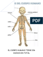 El Cuerpo Humano Tiene 206 Huesos en Total