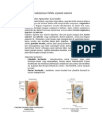 Anataomi Dan Vaskularisasi Orbita Segment Anterior