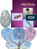 Bab Vi Protista