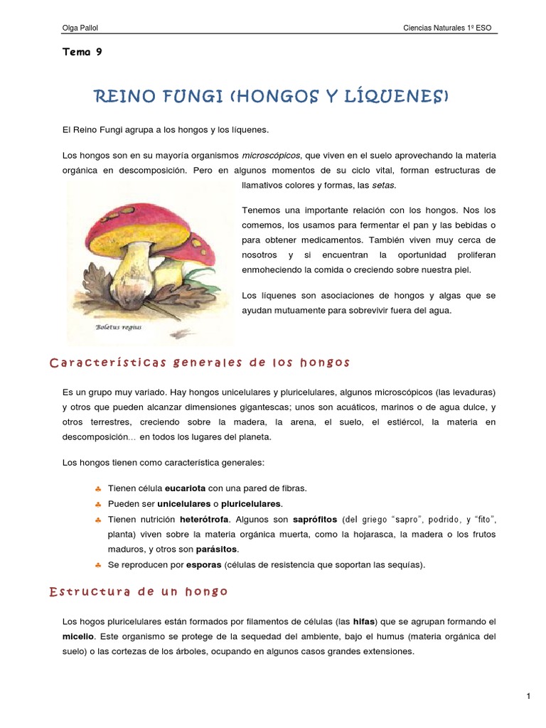 Reino Fungi PDF | PDF | Hongo | Algas