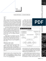 The Influence of Light on the Development of the Coprophilous Fungus Pilobolus