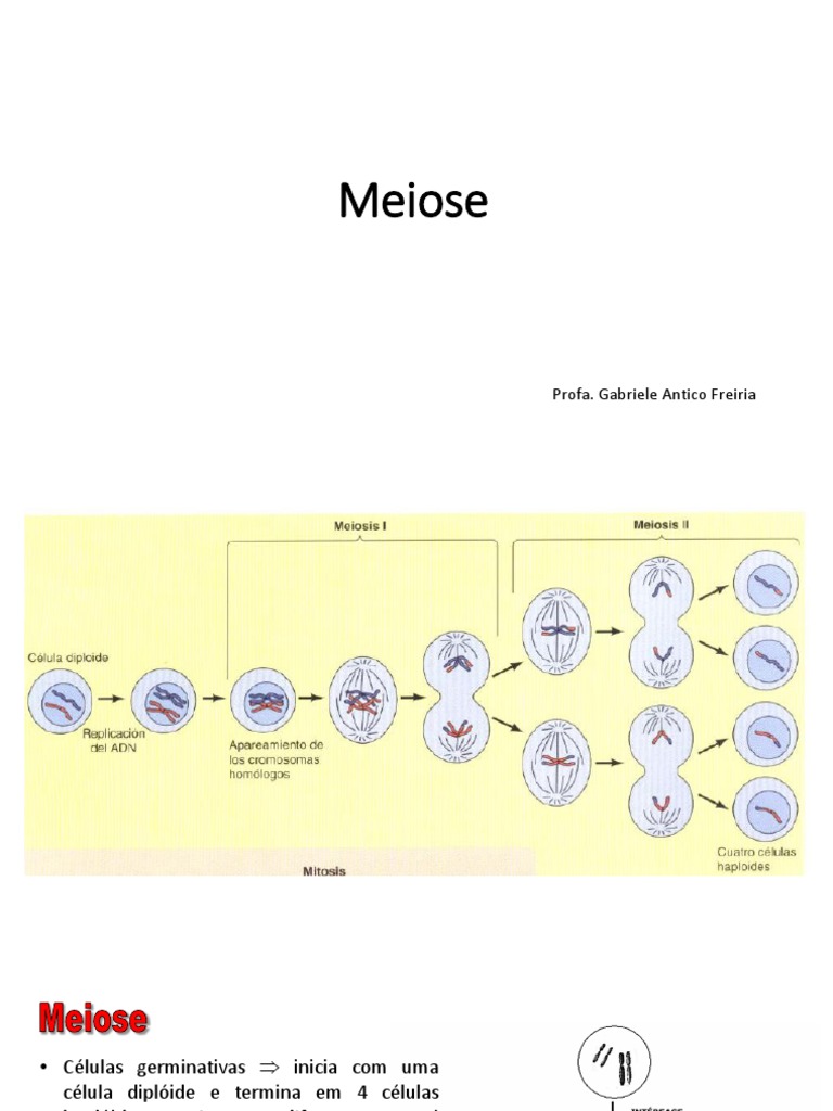 Meiose | PDF | Meiose | Cromossomo
