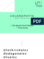 C H L O R O P H Y T A 3Kelas Cholophyceae