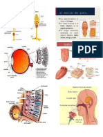 FOTORECEPTOR.docx