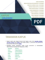 TANAMAN KAPUK