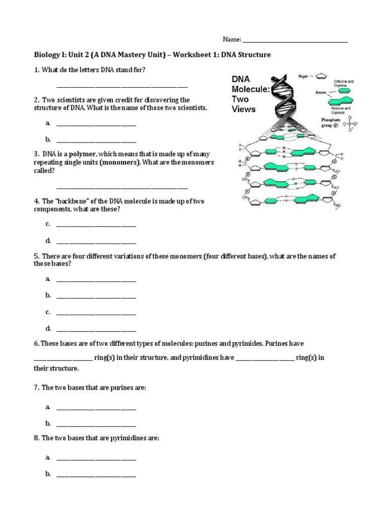 DNA Worksheet #2 PDF Nucleotides Dna
