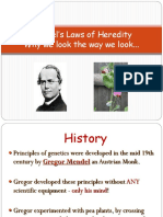 Mendel's Laws of Heredity Why We Look The Way We Look..