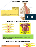 Músculo iliocostal lumbar origen inserción