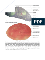 Struktur Jaringan Ovarium