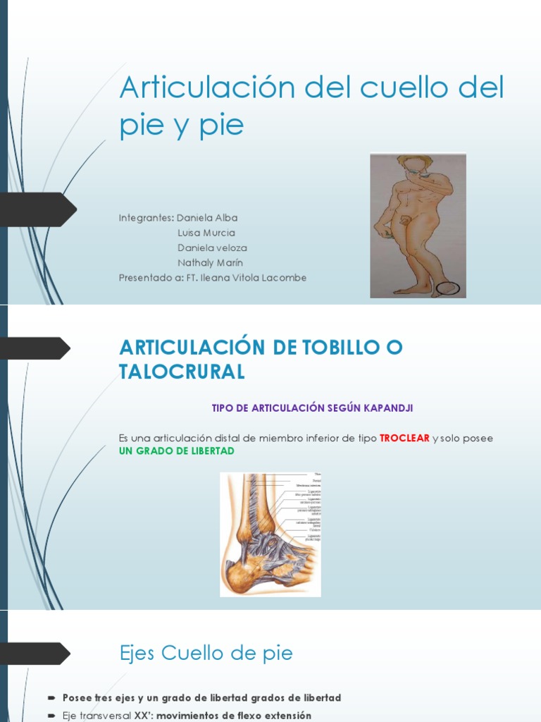 Articulación Del Cuello Del Pie y Pie Pie Tobillo