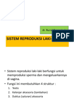 Sistem Reproduksi Laki-laki