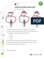 Guia de Aprendizaje Sistema Circulatorio