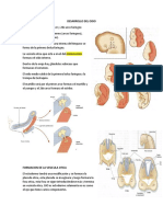 Desarrollo Del Oido