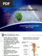 Aula CRB - 2º Ano - Morfofisiologia Vegetal - Raiz, Caule e Folhas