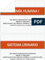 Sistema Urinario