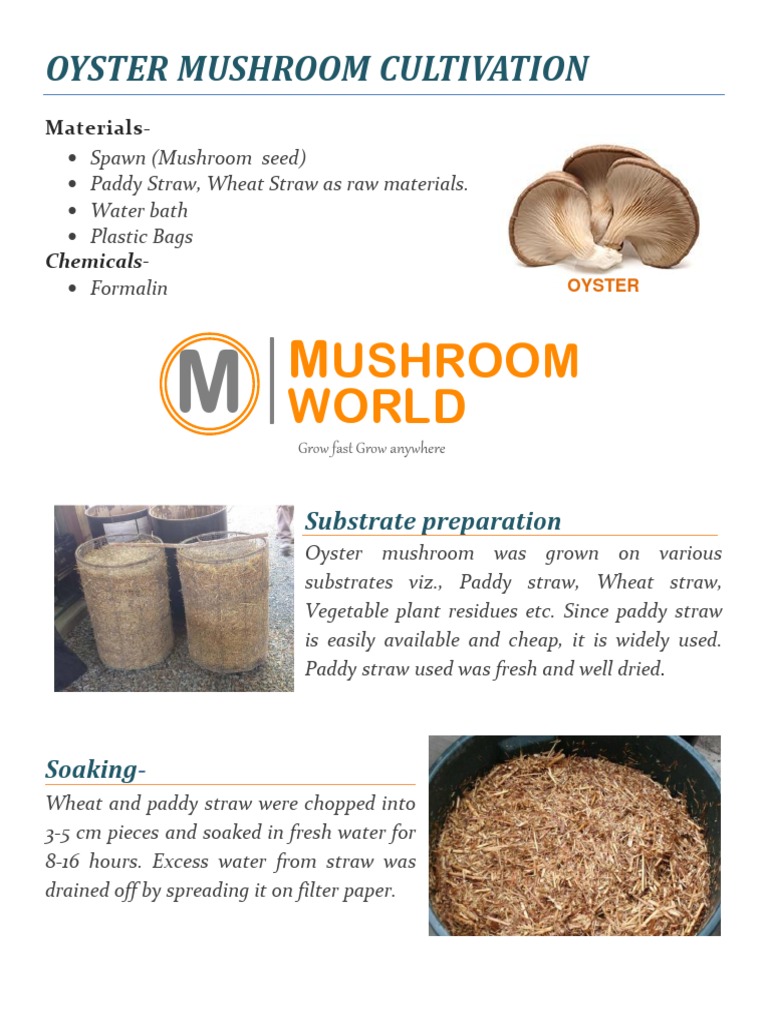 Oyster Mushroom Cultivation | PDF | Tillage | Rice