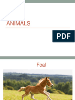 ANIMALS (YEAR 4 & 6).pptx