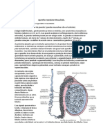 Aparelho Reprodutor Masculindo Aula 1 Embrio.pdf