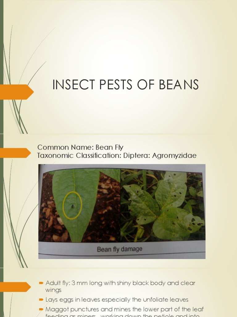 Major Insect Pests of Beans | PDF | Fly | Leaf