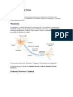 Sistema Nervoso: Estrutura e Funções