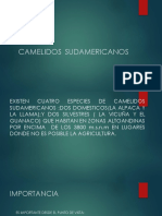 Camelidos Sudamericanos