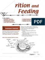 Rition Feeaing: Ruminant Anatomy