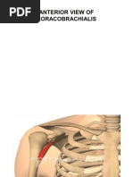 Scapula - 18 Muscle Attachments | Arm | Vertebra