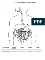 Ficha 5 Recortable de Sistema Digestivo