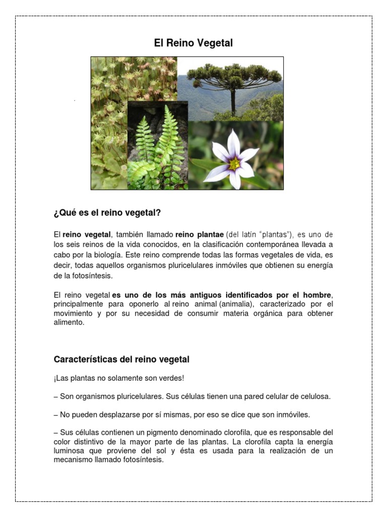 El Reino Vegetal | PDF | Plantas | Algas