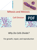 Mitosis Meiosis 1