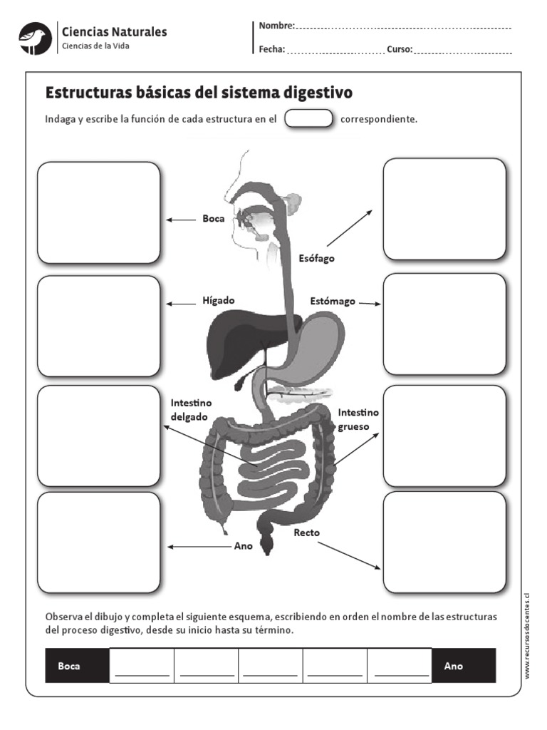 Sistema Digestivo Dibujo PDF | PDF, image size:768x1024