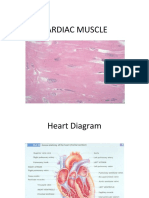 Cardiac Muscle2