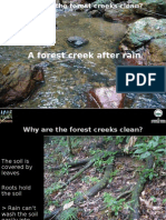 Why Are The Forest Creeks Clean