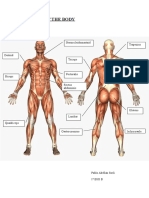 MUSCLES OF THE BODY.doc