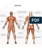 Muscles of The Body