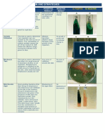 Bacterial Identification and Strategies