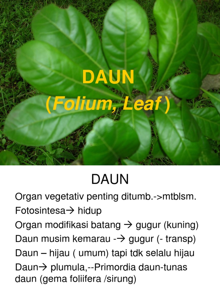 Daun | PDF