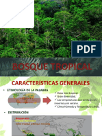  Bosque Tropical