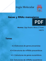4.3-4.6 Est Genes y MRNA