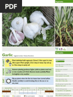 Garlic