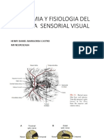 Anatomia y Fisiologia Del Sistema Sensorial Visual