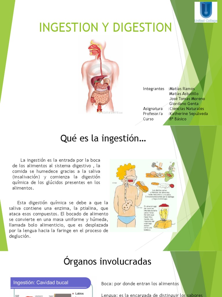 Ingestion y Digestion Digestión Estómago