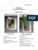 Written Report (Different Growth Stages of LowLand Rice)