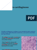 Tejido cartilaginoso