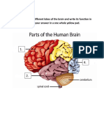 Please Identify The Different Lobes of The Brain and Write Its Function in A Bullet Form. Write Your Answer in A One Whole Yellow Pad